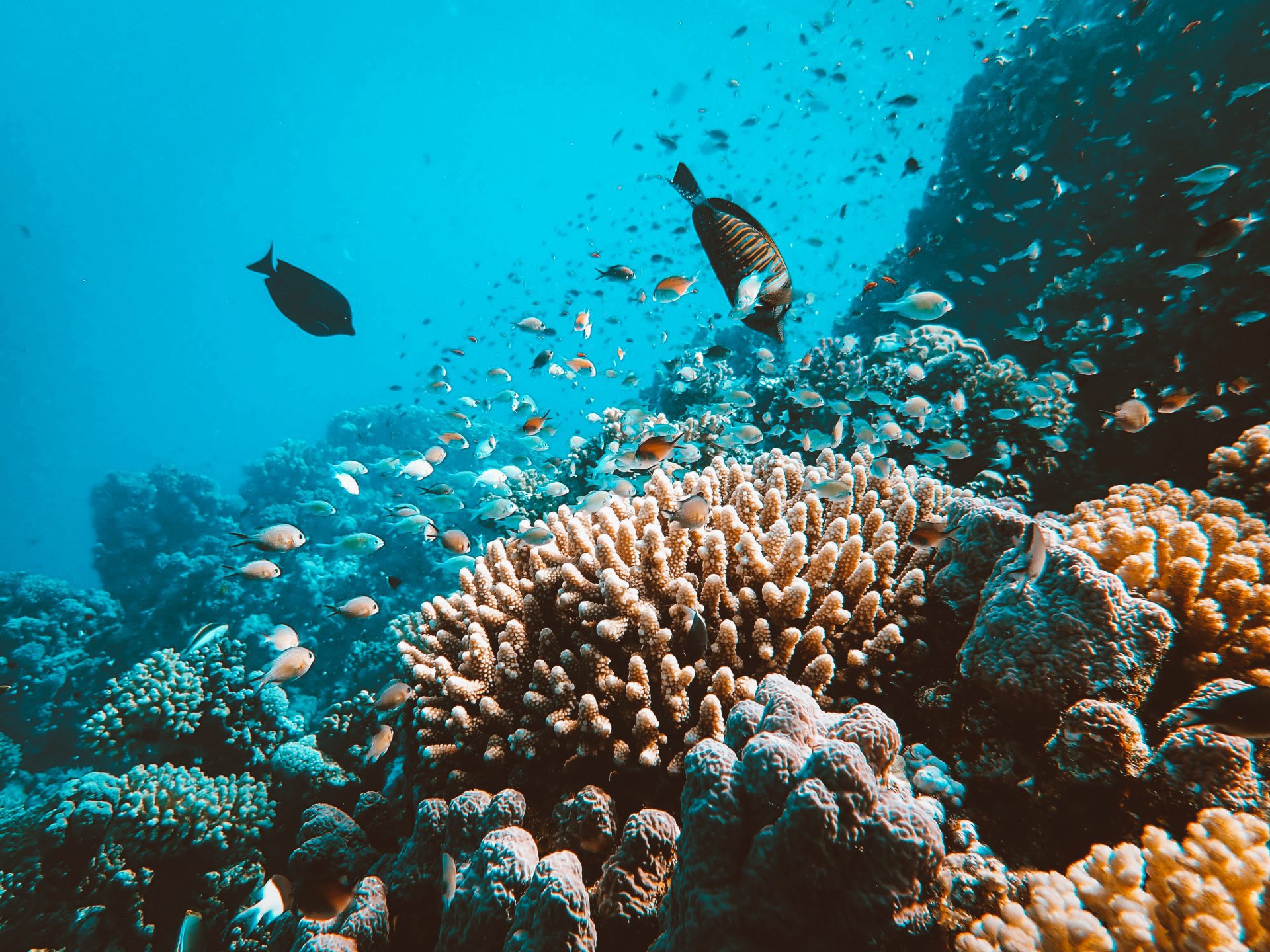 The Impact Of Sunscreen On The Coral Reefs – Medik8