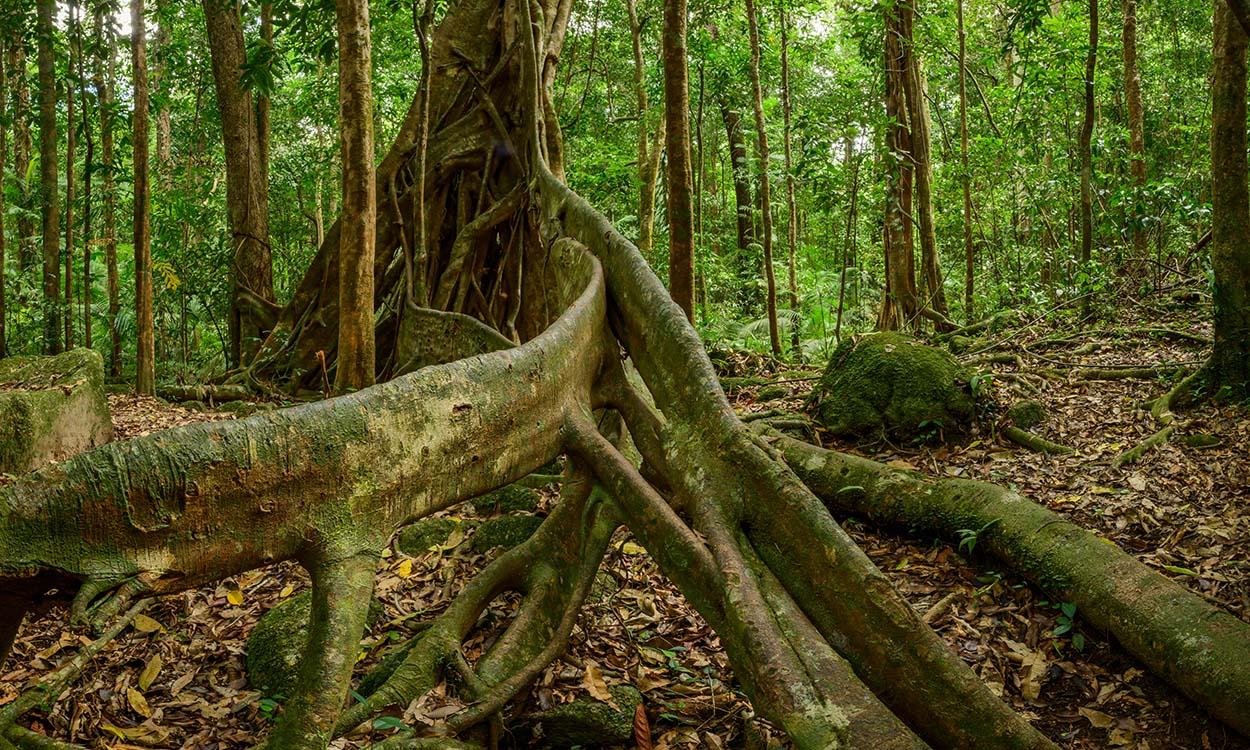 Amazing Roots