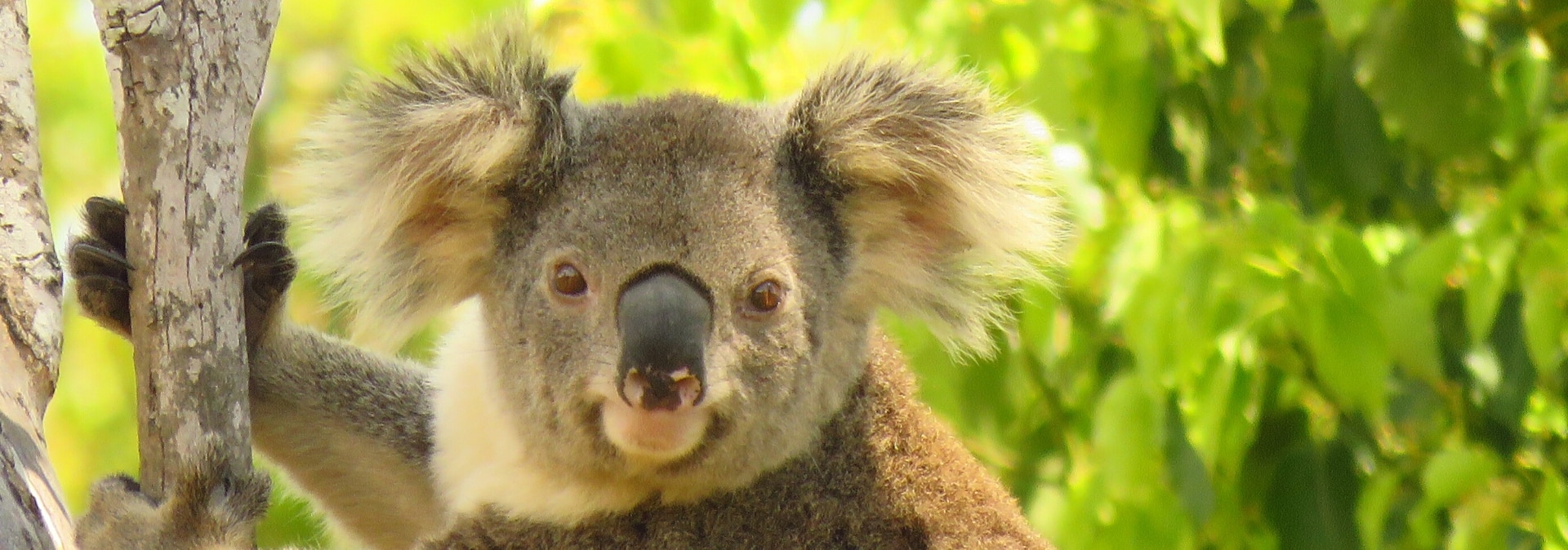 Byron Bay Koala Tour